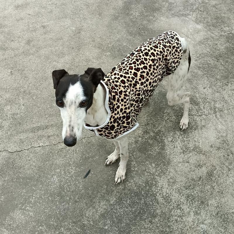 肩高格力犬狗衣服惠比特狗棉服细狗加绒加厚狗衣服格惠灵缇犬狗马甲