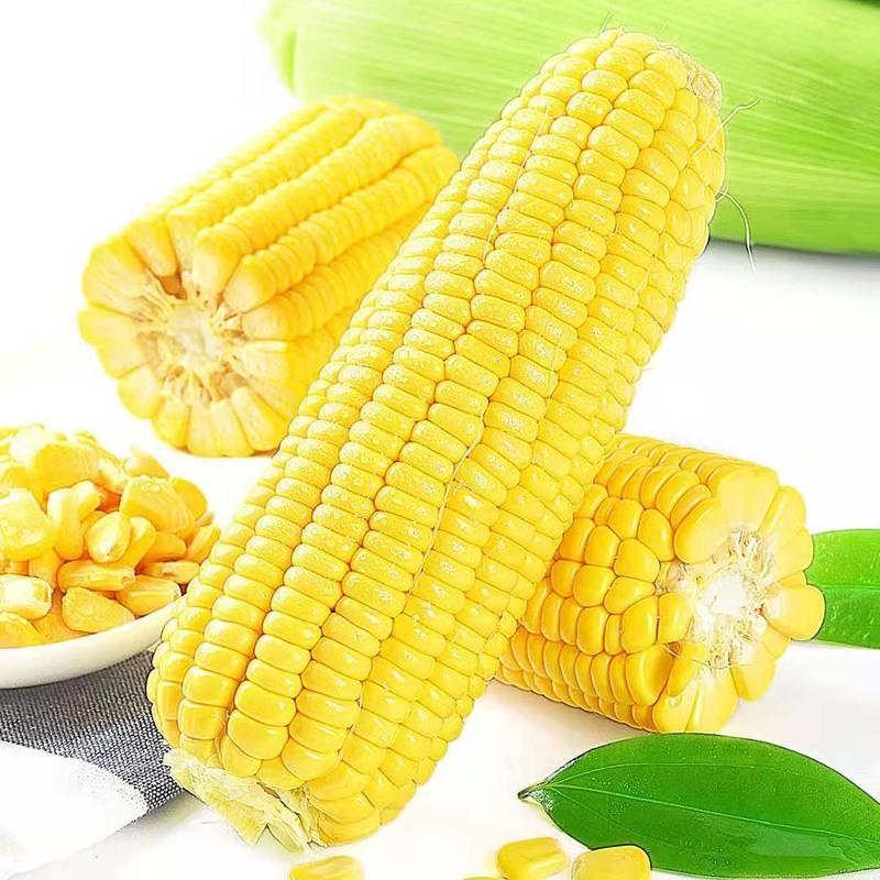 湛航 云南新鲜水果玉米新鲜生吃脆甜新鲜玉米整箱批发