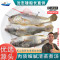 沈志雄船长 东山岛海捕海鲜海钓白姑鱼鲜活速冻像黄花鱼 5-6条/袋 共1000g