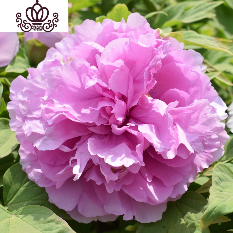 桃红飞翠(5-7分叉) 不含盆视频介绍_封后洛阳牡丹花苗观赏大花重瓣花