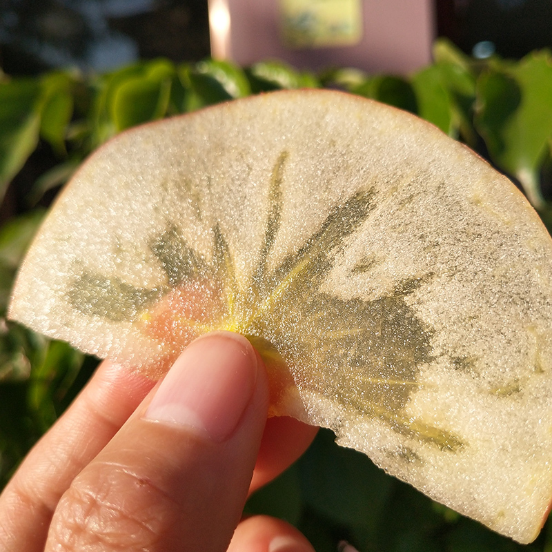 鲜贝达 新疆阿克苏苹果8.5斤大果[单果80mm以上] 脆甜多汁