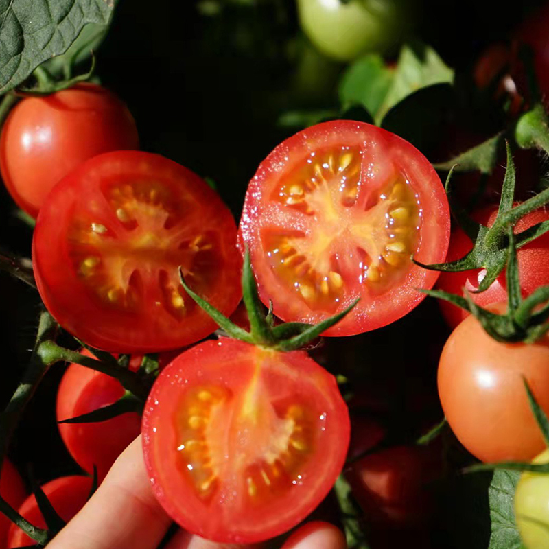 净重5斤 露天种植串收千禧圣女果西红柿水果