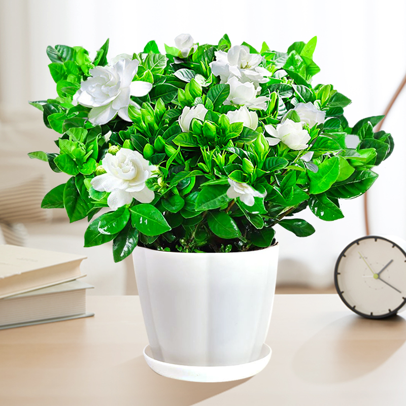 栀子花盆栽花卉植物室内绿萝箩阳台水培绿植茉莉花四季好养九里香 带花苞精品120#栀子花花瓣盆+营养液