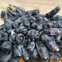 美国金手指无籽黑提葡萄树苗当年结果棉花糖甜蜜蓝宝石南北方种植