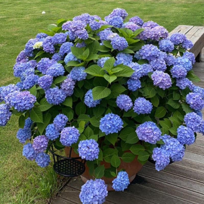 绣球花老桩盆栽好养易活四季开花无尽夏花苗花卉植物室内阳台种植
