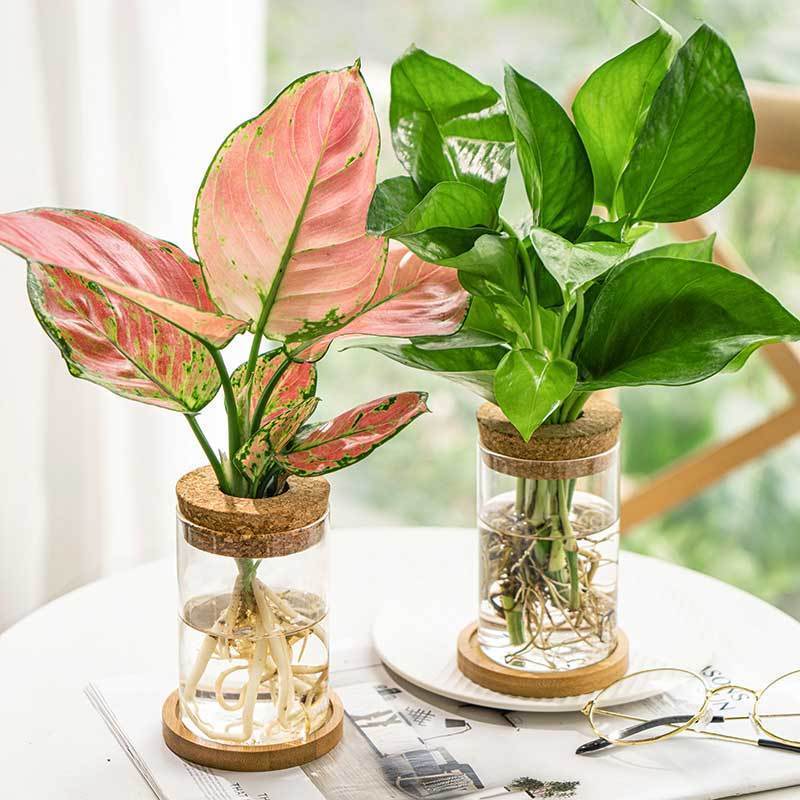 创意玻璃瓶水培透明迷你小花瓶摆件客厅养花植物桌面小摆件工艺品圆柱