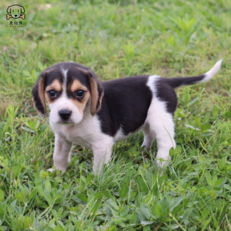 麦比佳宠物 比格犬幼犬 宠物狗比格犬狗狗活体纯种双血统短毛猎兔犬比格鲁中小型高智商家庭犬比格打猎狗视频挑选包健康图片