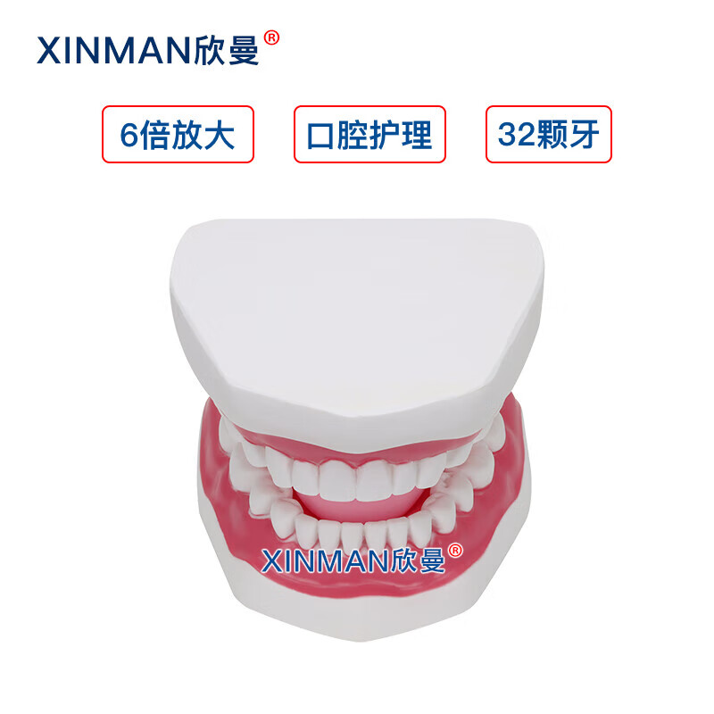 欣曼科教 口腔护理模型 牙保健模型 口腔清洁操作模型XM-KQA高清大图