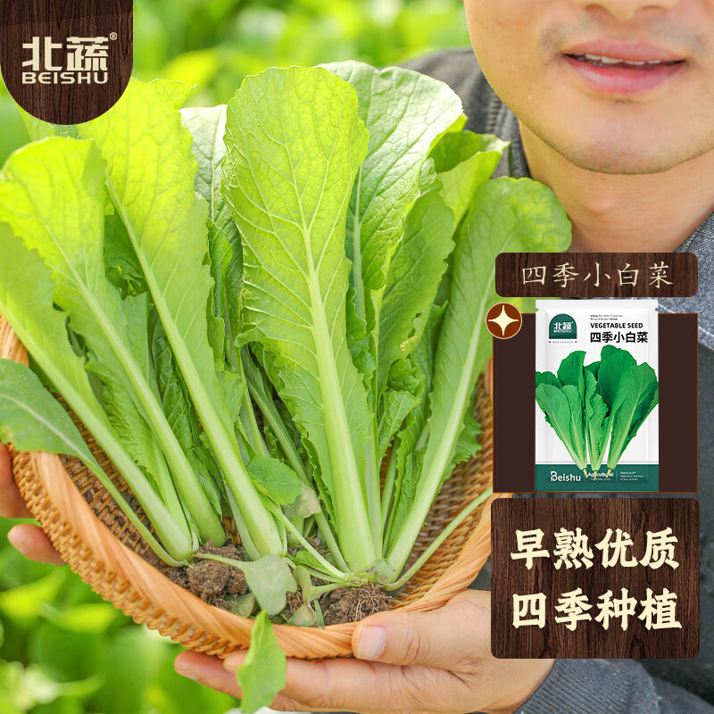 四季小白菜 5g/袋高清大图