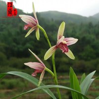 建兰四季兰兰花苗夏带花苞出售好养易活绿植花卉盆栽收藏店铺并购买送兰花专用肥不含盆