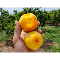 顺丰快递[西沛生鲜]蒙阴黄金油桃整箱净重4.5-5斤斤装 当季现摘蜜心新鲜水果 熊猫鸟