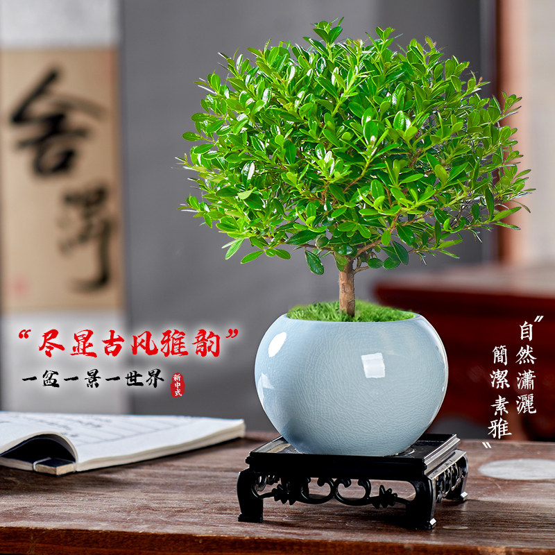 苏宁 龙云天盾 小叶赤楠盆栽老桩植物苔藓小叶赤楠+冰釉浅蓝陶瓷盆+肥料+送底托