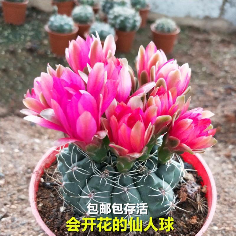 绯花玉仙人球带花苞花卉小盆栽桌面绿植防辐射多肉植物室内开花 小菲花玉[不带花苞]_