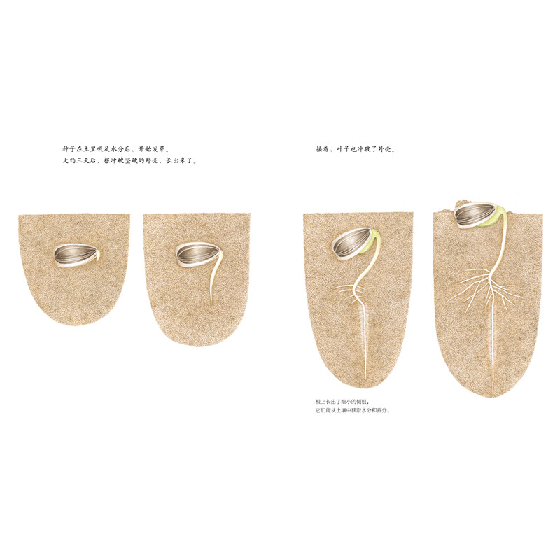 正版新书]向日葵荒井真纪9787513326179高清大图