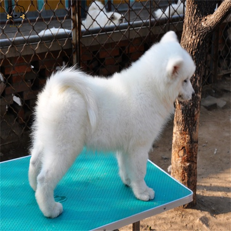 麦比佳 萨摩耶犬幼犬 萨摩耶犬狗狗活体纯种血统中大型雪橇犬萨摩大骨架熊版澳版微笑天使纯白色萨摩耶宠物狗狗高清大图