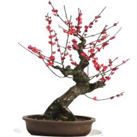 红梅花盆景树桩实物腊梅红梅树苗乌梅绿梅朱砂梅室内盆栽绿植包邮