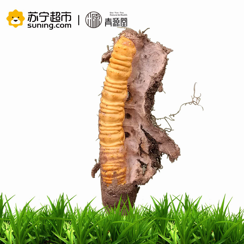 青源堂 冬虫夏草 1克/条 20条装 20克 新鲜冬虫夏草青海玉树高海拔雪山虫草正品 可泡酒泡水