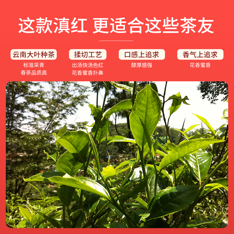 祥源茶特级滇红凤庆古树红茶 传统工夫罐装150g口粮茶高清大图