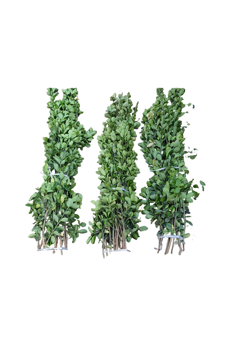 路轶森 灌木树苗可选品种高度 1m-1.2m 棵高清大图