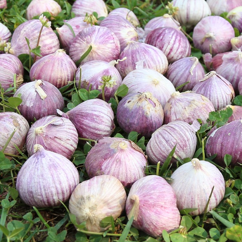 爱蜀味 四川独蒜 紫皮独头蒜260g 现挖新鲜蒜 大蒜头 干蒜