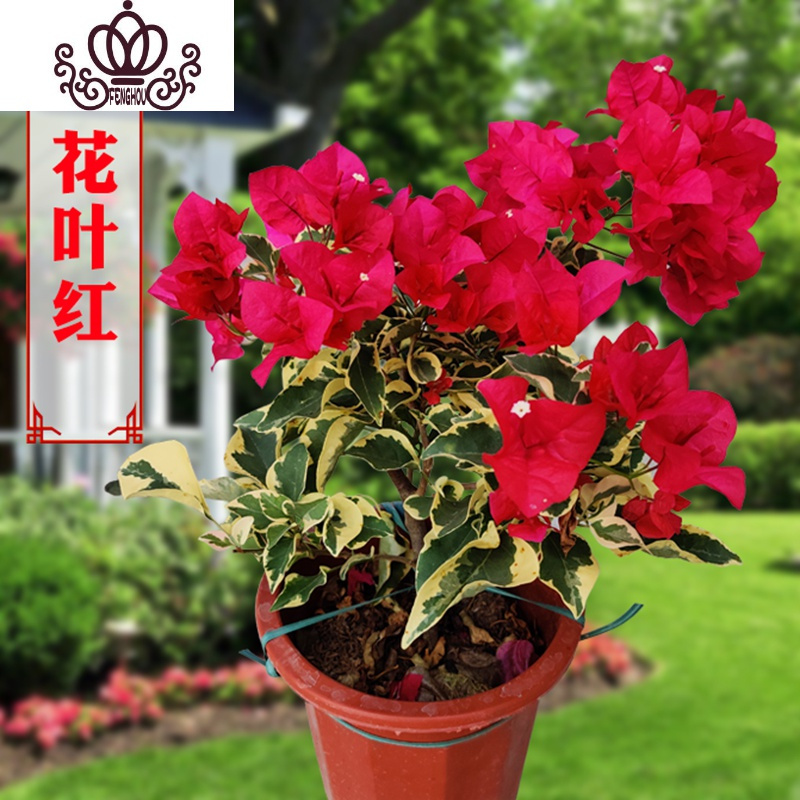 封后三角梅盆栽花卉植物室内嫁接多色巴西爬藤三角梅带花发货四季开花花叶红大苗高度40 50cm剪盆口发货带盆栽好图片 高清实拍大图 苏宁易购