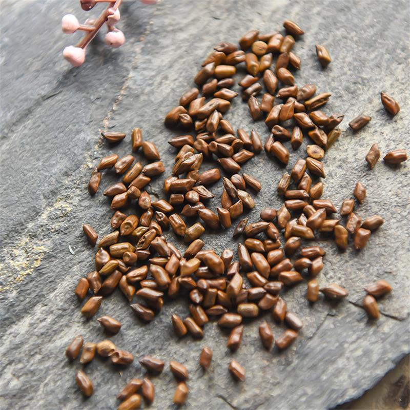 决明子 决明子茶500g宁夏炒熟草决明子 花茶花草茶叶炒决明子茶 草决明籽 决明子