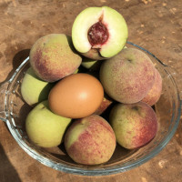 果之缘 山东青州蜜桃5斤箱装 新鲜水果 鲜呗呗