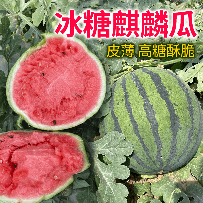 西瓜种子黄瓤双色彩虹200粒高清大图