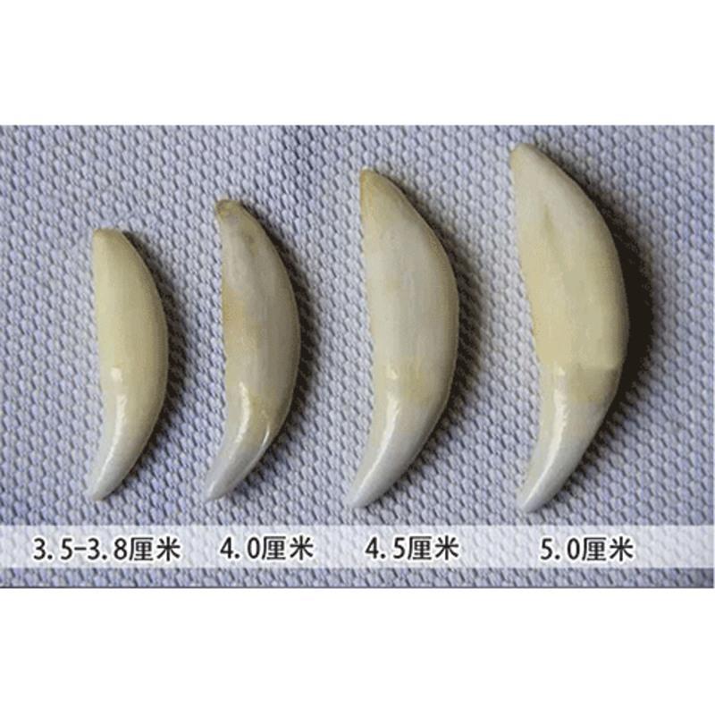 狼牙吊坠黑狗牙男女款项链情侣项链辟邪吊坠辟邪压惊护身符裸牙打孔 不带配绳 牙长3 5 3 9厘米报价 参数 图片 视频 怎么样 问答 苏宁易购