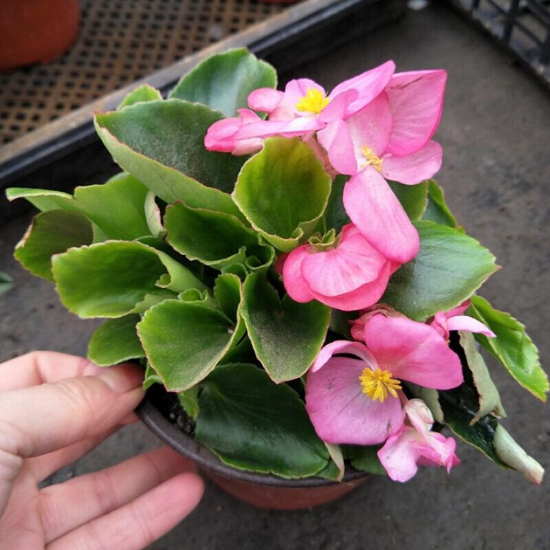 古达四季海棠花苗秋海棠盆栽玻璃海棠花苗带花货花期久绿叶红花小盆不