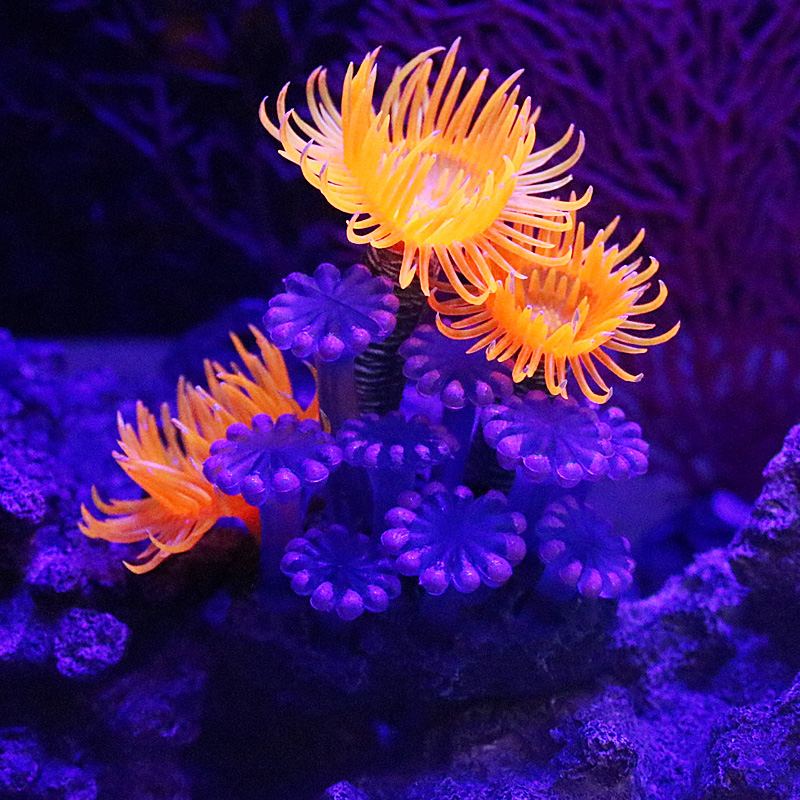 仿真海胆仿真海葵软体珊瑚水中布景鱼缸装饰水族箱造景装饰用品高清大图