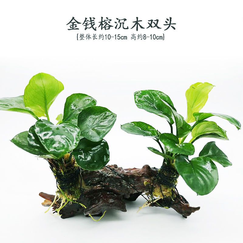 鱼缸造景沉木水草装饰懒人水草新手耐养植物水榕活体绿金钱多头草 红松草沉木单头