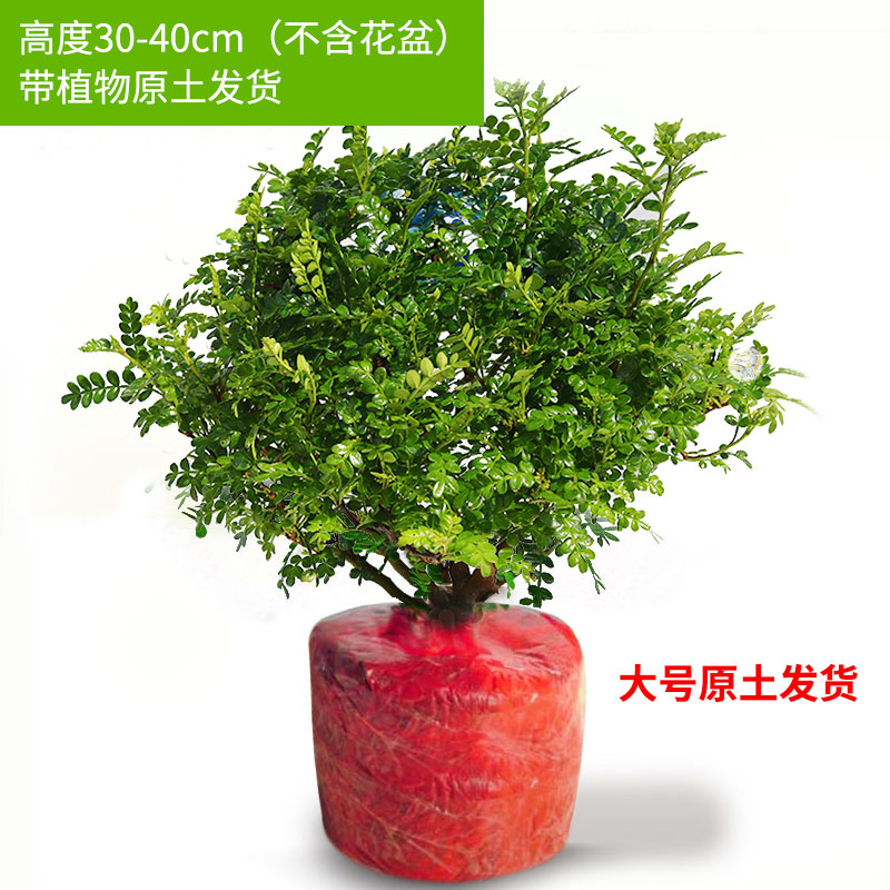 茉莉花苗盆栽带花苞九里香老桩驱蚊花卉植物室内浓香四季开花物内 含盆 6年苗清香驱蚊胡椒木原土不含盆+肥料