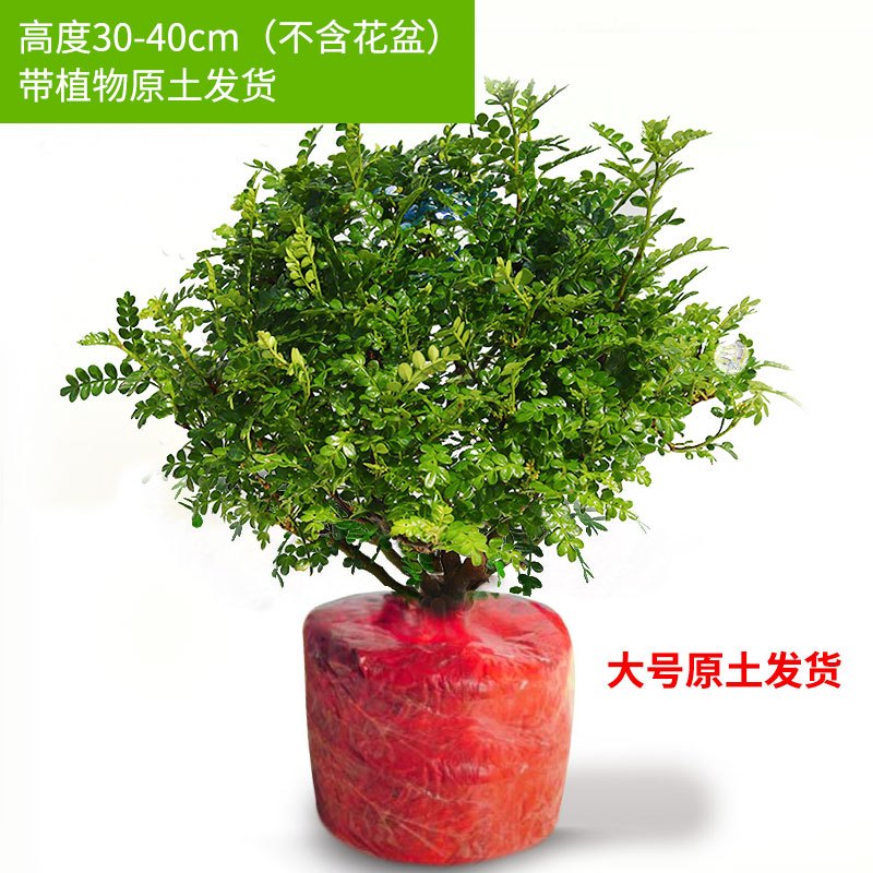 茉莉花苗盆栽带花苞九里香老桩驱蚊花卉植物室内浓香四季开花好养