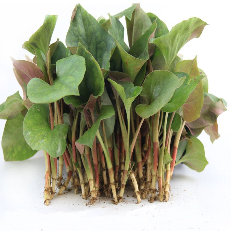 1500g新鲜鱼腥草叶新鲜四川现采嫩叶茎叶凉拌叶子