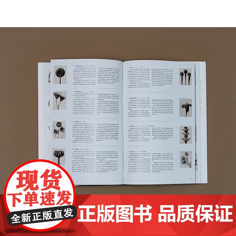 [央视网]植物的艺术 卡尔·布洛斯菲尔德摄影画册植物摄影照片DL高清大图