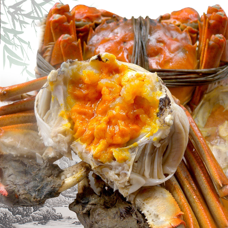 金沐运澄大闸蟹 全公蟹5.0两 8只 礼盒装 螃蟹鲜活报价_参数_图片_视