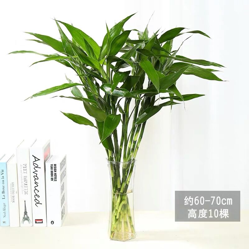 回固富贵竹水培植物发财树绿萝室内盆栽竹四季常青虎皮兰花卉富贵竹10颗80cm不带盆不含盆图片 高清实拍大图 苏宁易购 回固富贵竹水培植物发财树绿萝室内盆栽竹四季常青虎皮兰花卉富贵竹10颗80cm不带盆不含盆图片 高清实拍大图 苏宁易购