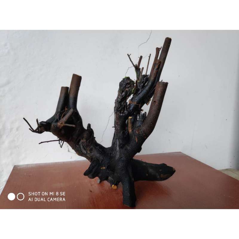 金弹子树桩盆景黑塔子公桩母桩熟桩老桩练手桩图片