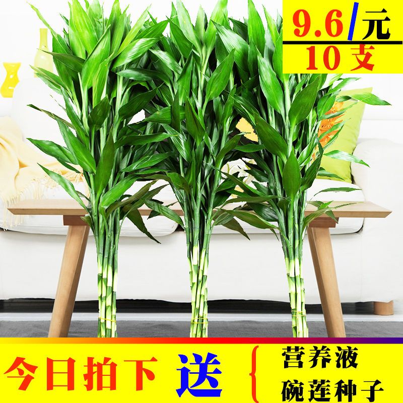 富贵竹水培植物观音竹盆栽花卉水养盆景客厅卧室净化空气绿植 竹50厘米10棵