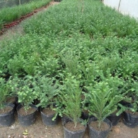 红豆杉树苗绿植苗木盆栽红杉树海棠盆景种子免运费70-80高不含盆