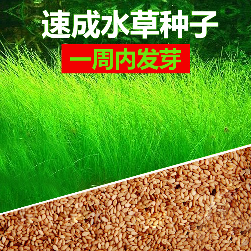 鱼缸装饰水草种子 前景造景 迷你真水草小对叶草皮种子牛毛毡高清大图