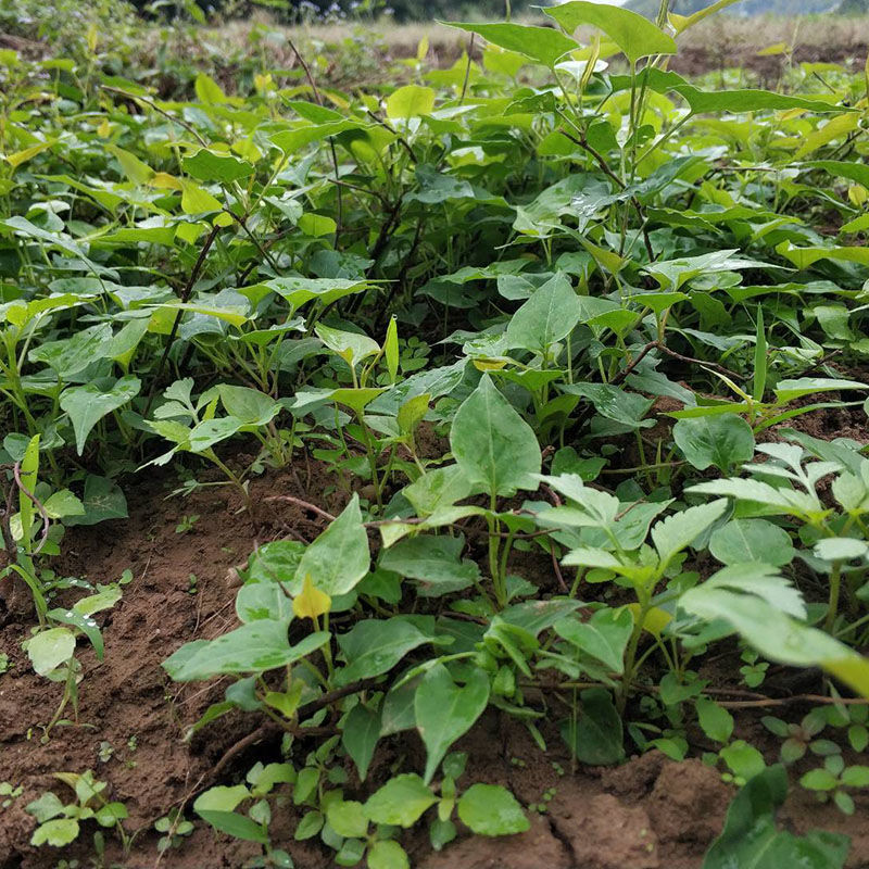 何首乌苗 何首乌中子 赤何首乌种苗 易成活 观赏爬藤植物苗盆栽