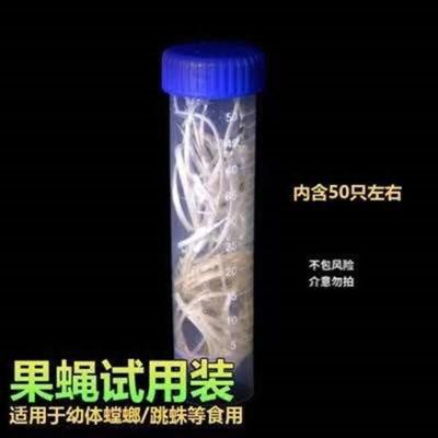 果蝇50只[不包活] 佛罗里达灰佛跳蛛大眼萌系桌面迷你好饲养小宠物蜘蛛微距摄影