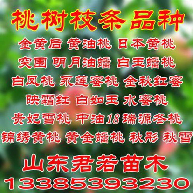 桃树嫁接枝条10根桃树嫁接枝条10 15cm以下 果树苗苹果山楂柿子樱桃树石榴无花果李子苗嫁接扦插枝条嫁接砧