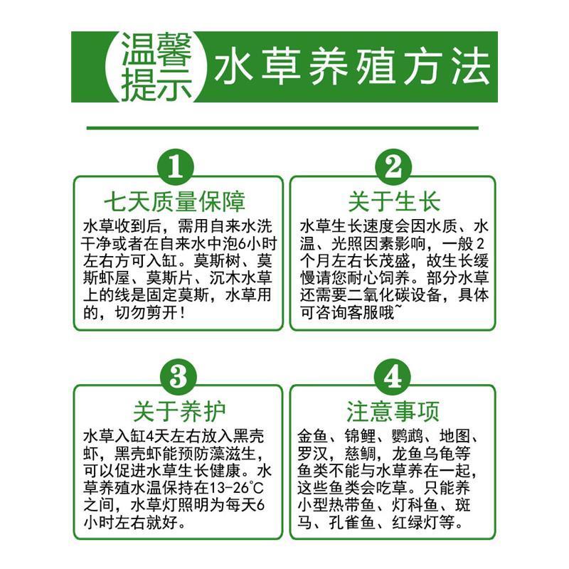 莫斯半圆 虾洞莫斯虾窝水族孵化罐小鱼躲避洞莫斯沉木养殖茂盛莫斯造景摆件