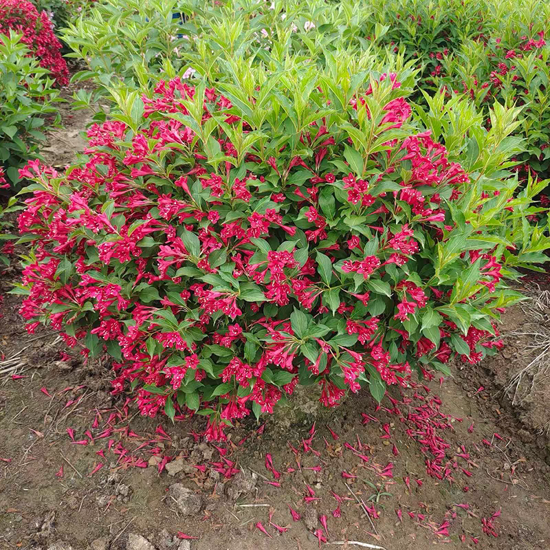 诚智旺 锦带球 冠幅50cm /棵高清大图