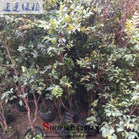 绿植正宗台湾嘉宝果树苗树葡萄苗庭院盆栽地栽当年结果带叶子货四季早生当年结果苗1.4-1.5米81cm(含)-110