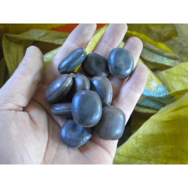 子暄常春油麻藤种子油麻藤种子