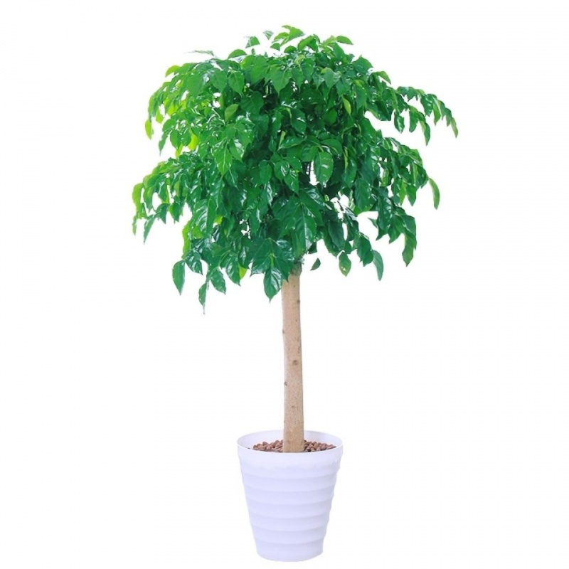 幸福树盆栽客厅大型绿植盆景平安树摇钱树驱蚊植物开业乔迁花卉